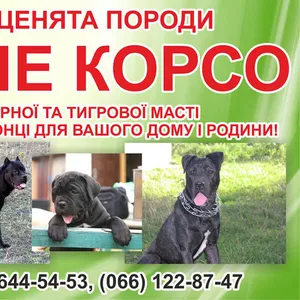 щенки Кане корсо продам