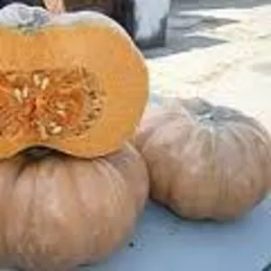 Семена тыквы в Кировограде и Кировоградской области  