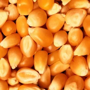 Кукуруза для попкорна