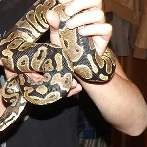 Королівський пітон (python regius normal)