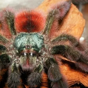 Avicularia Versicolor.
