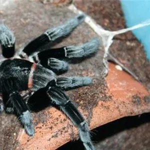 Продам пауки  Brachypelma vagans 