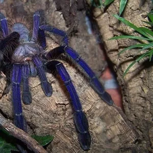 Продам Lampropelma violaceopes  