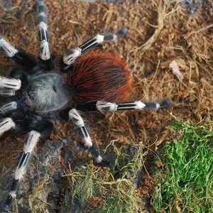 Продам пауки Nhandu chromatus 