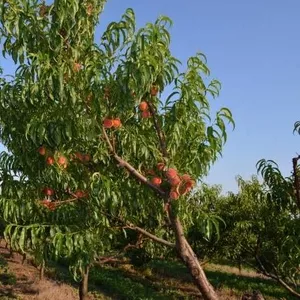 Персик оптом,  элитные сорта яблок,  абрикоса,  сливы,  малины