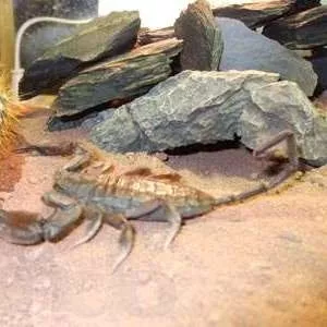 Каменный скорпион 