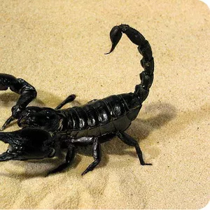 Heterometrus spinifer  