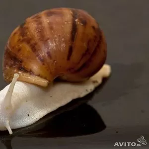 Улитка Альбино