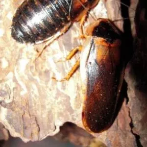 Аргентинского таракана (Blaptika dubia)