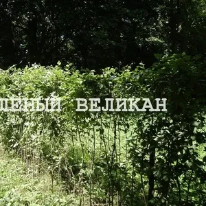 Граб для живой изгороди,  купить,  1 м