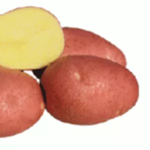 Картофель бела росе