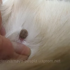 Клещи-носители пироплазмоза собак  067-730-57-37 Ветеринар Харьков. 