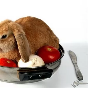 мясо домашнего кролика