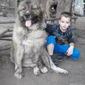 Щенки кавказской овчарки