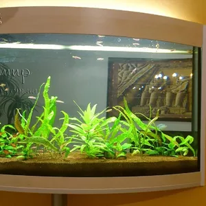 Изготовление аквариумов и террариумов из стекла по Вашим размерам