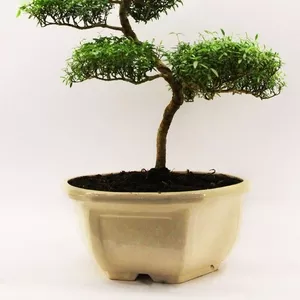 Миртовое дерево (мирт) бонсай
