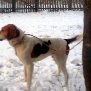 Русская пегая гончая
