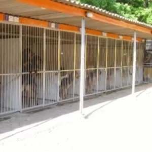Гостиница для собак Dоghouse посуточно на любой срок