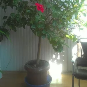 Продаю срочно гибискус (китайскую розу),  2 метра высота