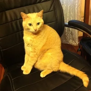 Отдадим замечательного кота!