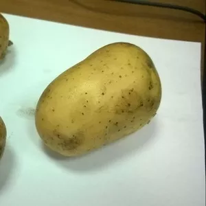 Картофель Гала-Родриго оптом