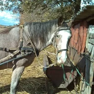 Продам кобылу