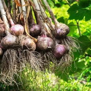 Продам чеснок озимый  насіння