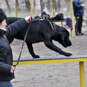 Школа дрессировки собак