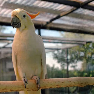 Оранжевохохлый какаду (Cacatua sulphurea citrinocristata)