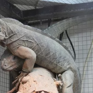 Продам игуану носорог (Cyclura cornuta) 