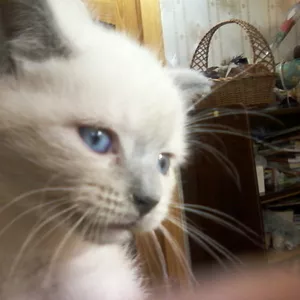 Котенок голубоглазый красавец,  британский блю-поинт