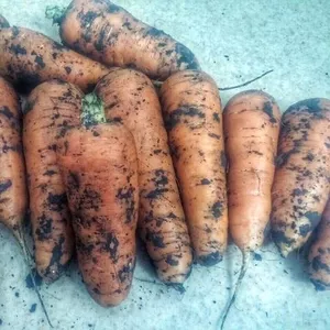 Продам морковь