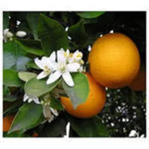  Апельсин,  мандарин плодоносящий,  комнатный,  плоды вкусные сладкие