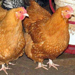 цыплята мясо-яичной пород Мастер Грей,  Ред Бро,  Голошейка.