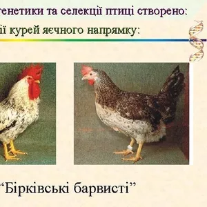 Суточные цыплята кур яичной породы Борковская барвыстая. В наличии с февраля 2017 года.