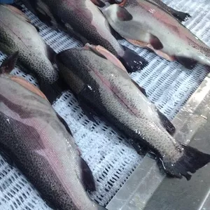 Рыба свежемороженая,  икра красная,  опт