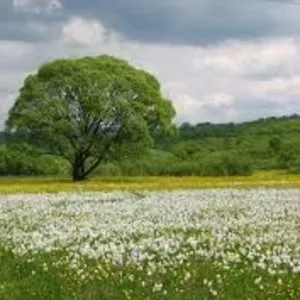 Детский лагерь в Закарпатье 