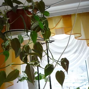 Филодендрон блестящий /Philodendron micans/ -150гр.