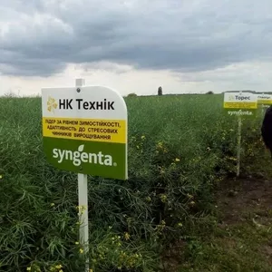 Ріпак озимий Технік Syngenta