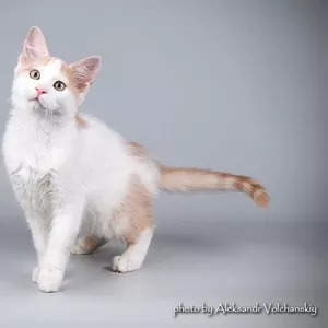Котёнок очень редкой породы Афродита только в нашем питомнике