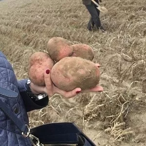 Продам Картофель оптом