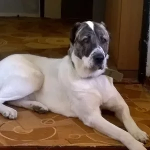 Продаются щенки САО,  Алабая,  хороших кровей