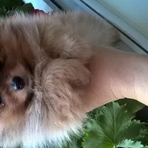 щенок  шпица померанского 