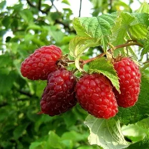 Продажа малины оптом