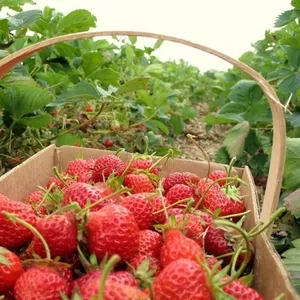 Різноробочий,  робочий,  збирач ягід (на сезон)