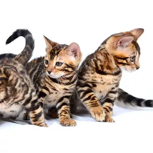 Бенгальский котенок (официальный питомник WCF)