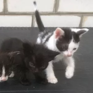 Трое замечательных котят ждут своих хозяев