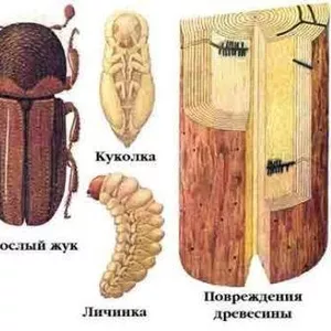 Уничтожение вредных насекомых,  грызунов.