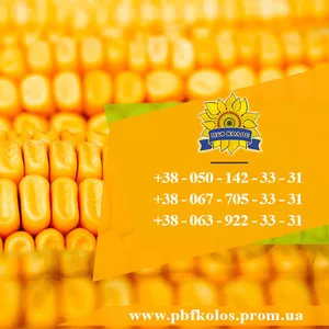 Семена кукурузы / Насіння кукурудзи Дніпровський 181 СВ від ПБФ «Колос»