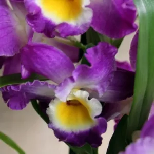 Продам 6 саженцев орхидей в контейнере - 250 грн. Акция!